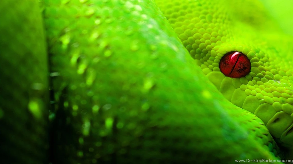 23 Anaconda Snake Desktop Wallpapers 1014 :: Snake Desktop Wallpapers