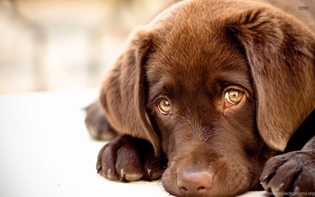 Chocolate Labrador Puppies   Wallpaper.