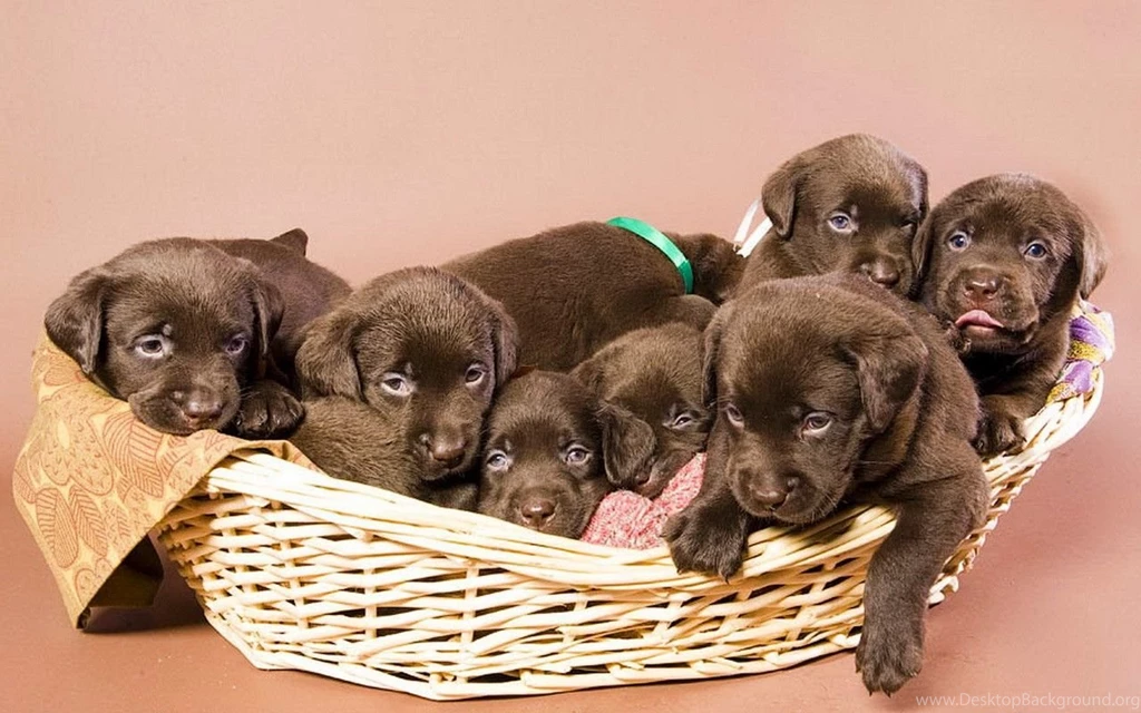 Dogs: Chocolate Dog Litter Animal Labrador Puppy Basket Sweet ...