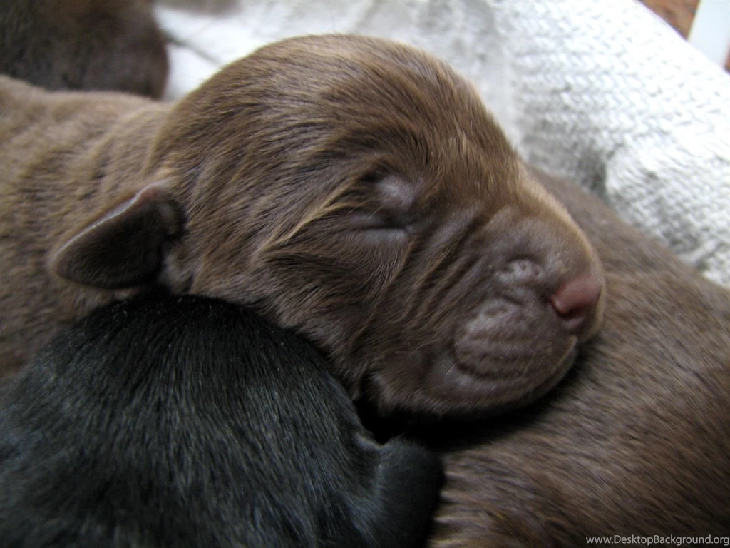 Brown Labrador Retriever Puppy The Dog Wallpapers Best The Dog ...