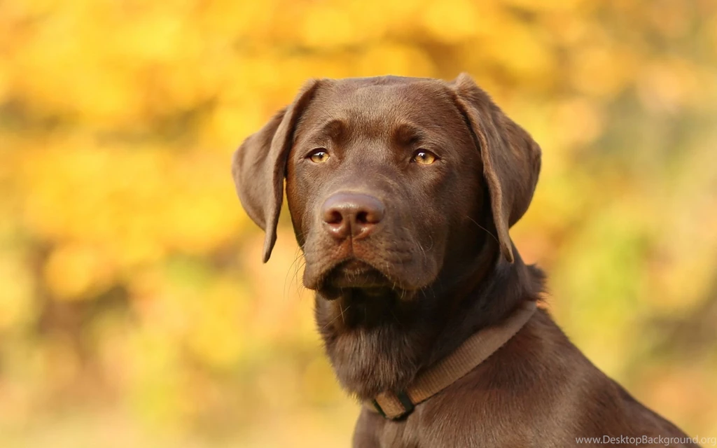 Labrador Wallpapers Full HD Wallpapers Search