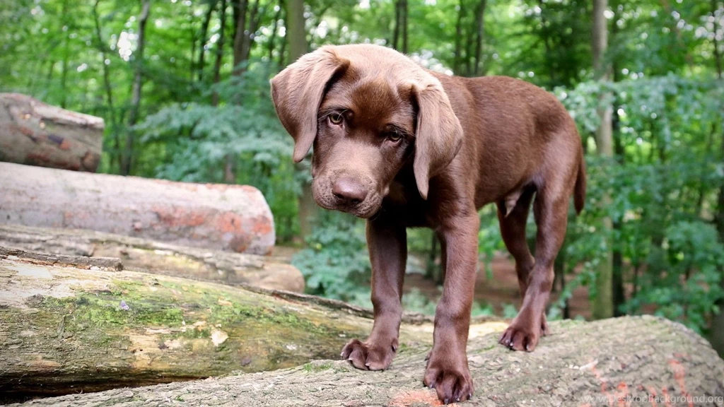 Labrador Retriever Wallpapers HD Download