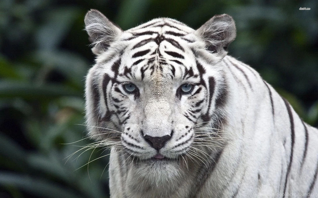 White Tiger Hd Wallpapers Download DF6