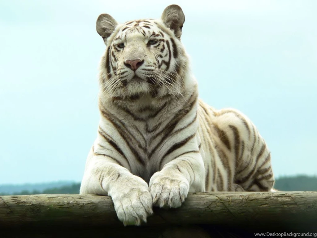 White Tiger Desktop Backgrounds