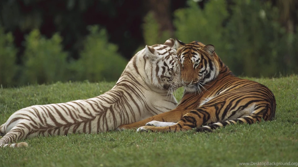 Desktop a picture of a white tiger wallpaper.jpg