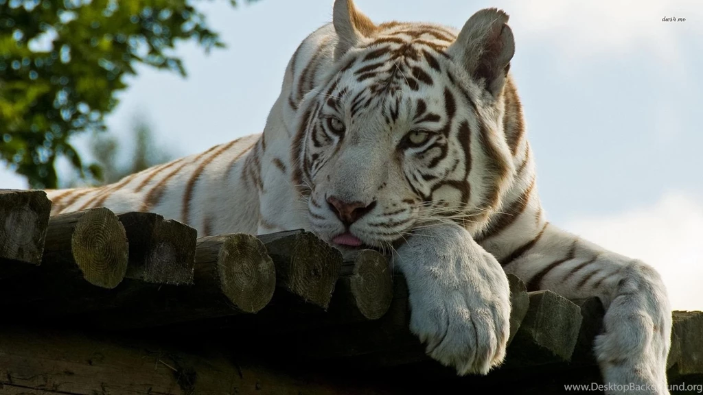 White Tiger Wallpapers Animal Wallpapers
