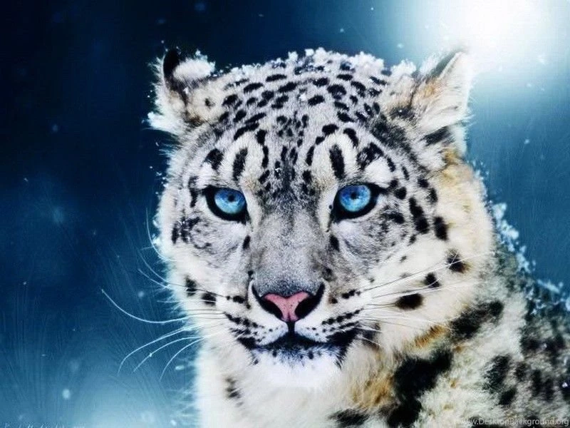 Cats White Tiger Animal Snow Cat Wild Blue Eyes Xl Free Desktop ...