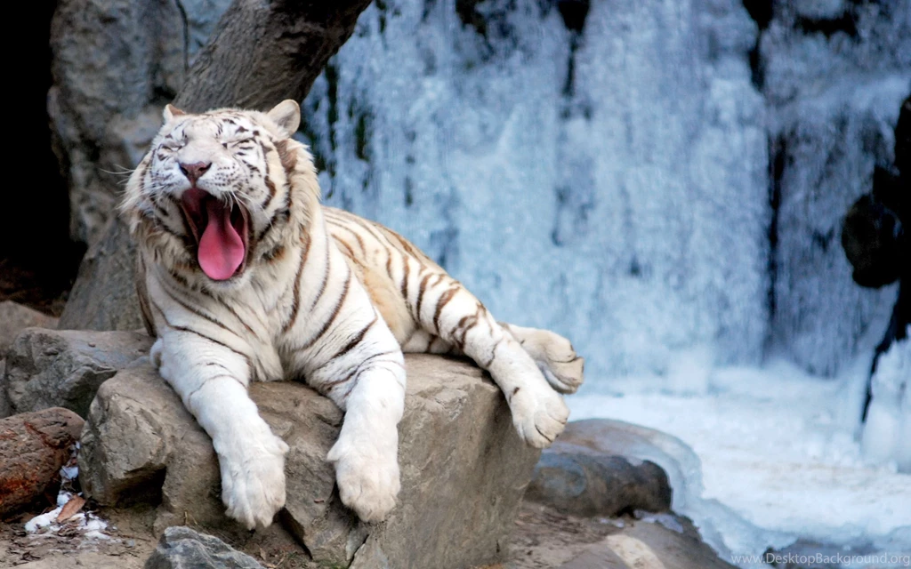 White Tiger In The Winter Wallpapers Desktop Backgrounds