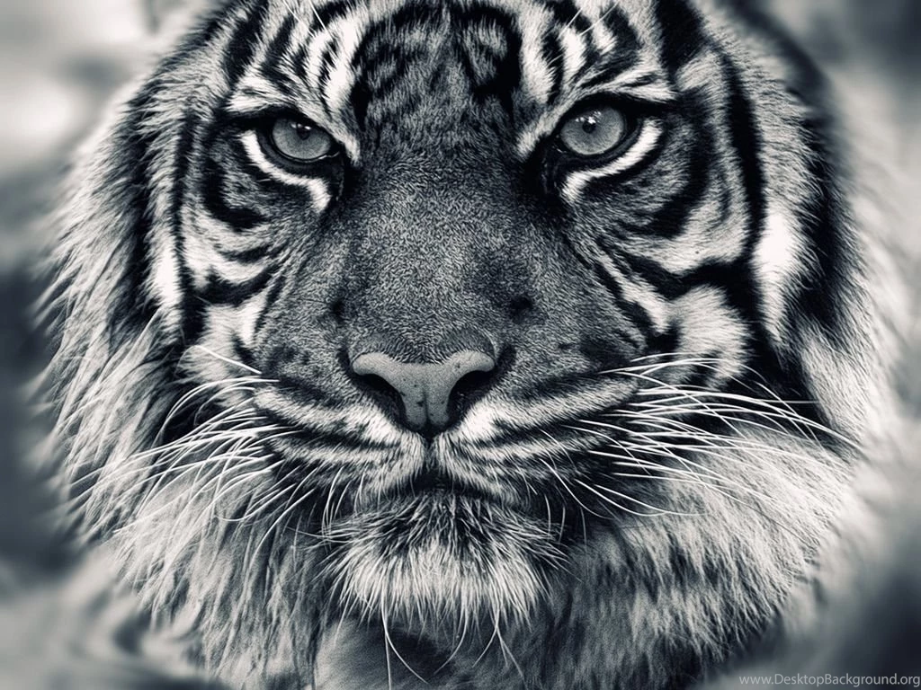 Black Tiger Wallpapers Desktop Backgrounds