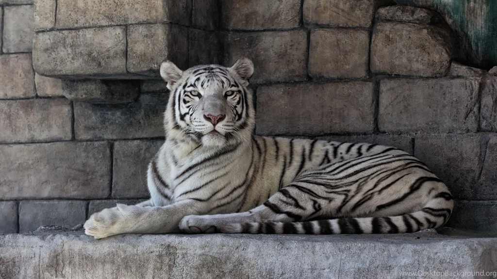 Mac iMac 27 White Tiger Wallpapers HD, Desktop Backgrounds 2560x1440