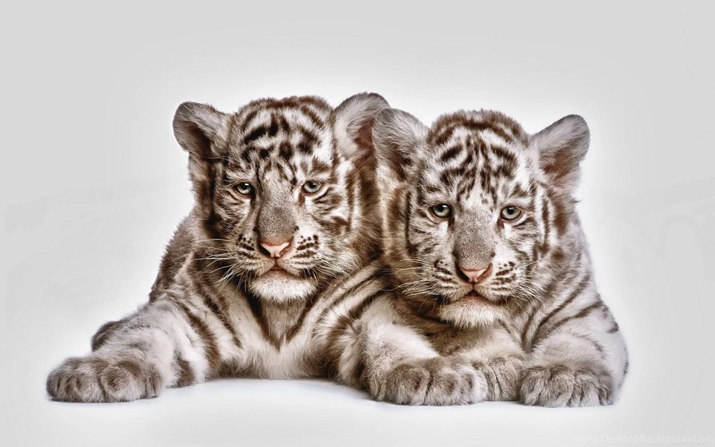 190 White Tiger HD Wallpapers