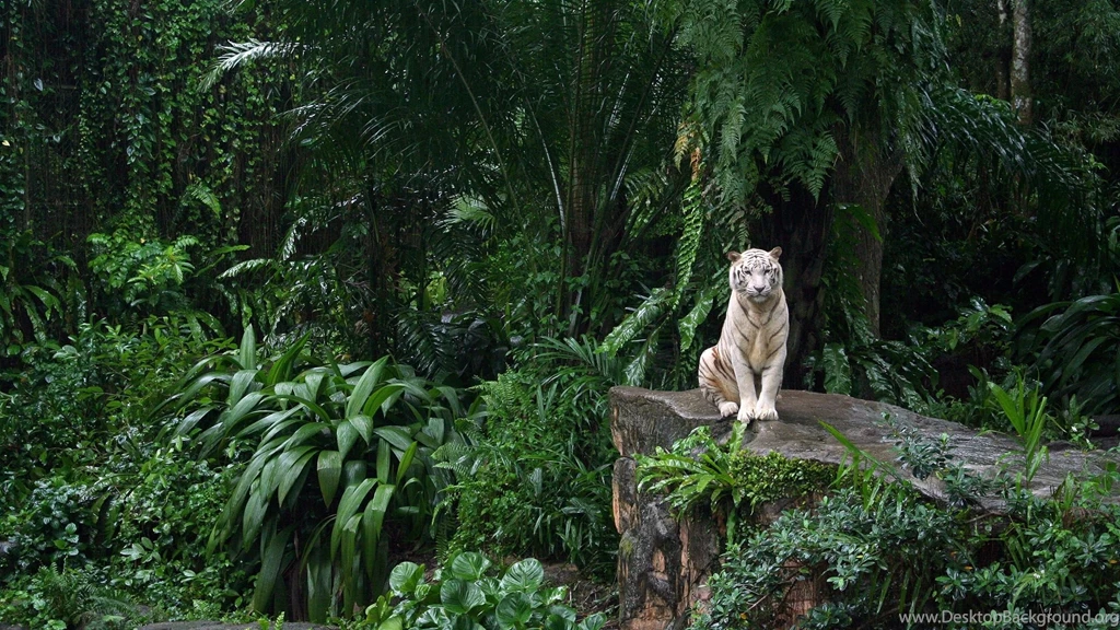 2560x1440 White Tiger Desktop PC And Mac Wallpapers