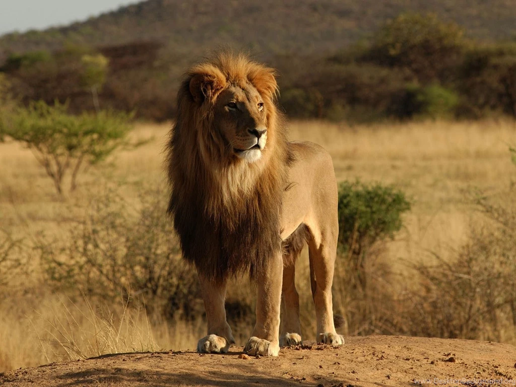 Wallpapers: Male Lion Wallpapers