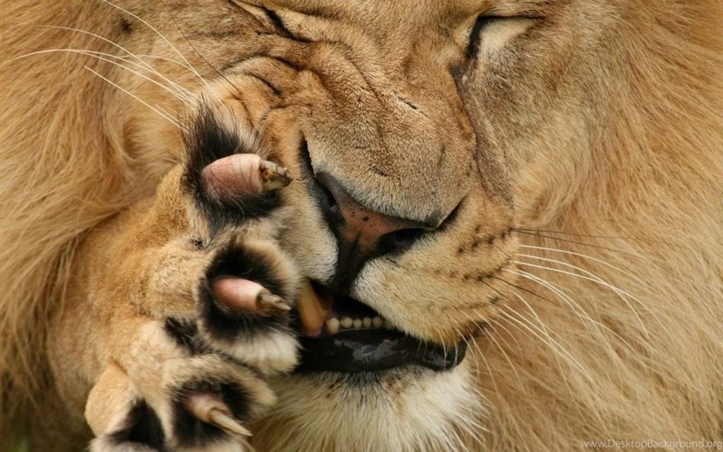 Cats Come Little Bit Closer Animal Big Cats Lion Claws Male ...