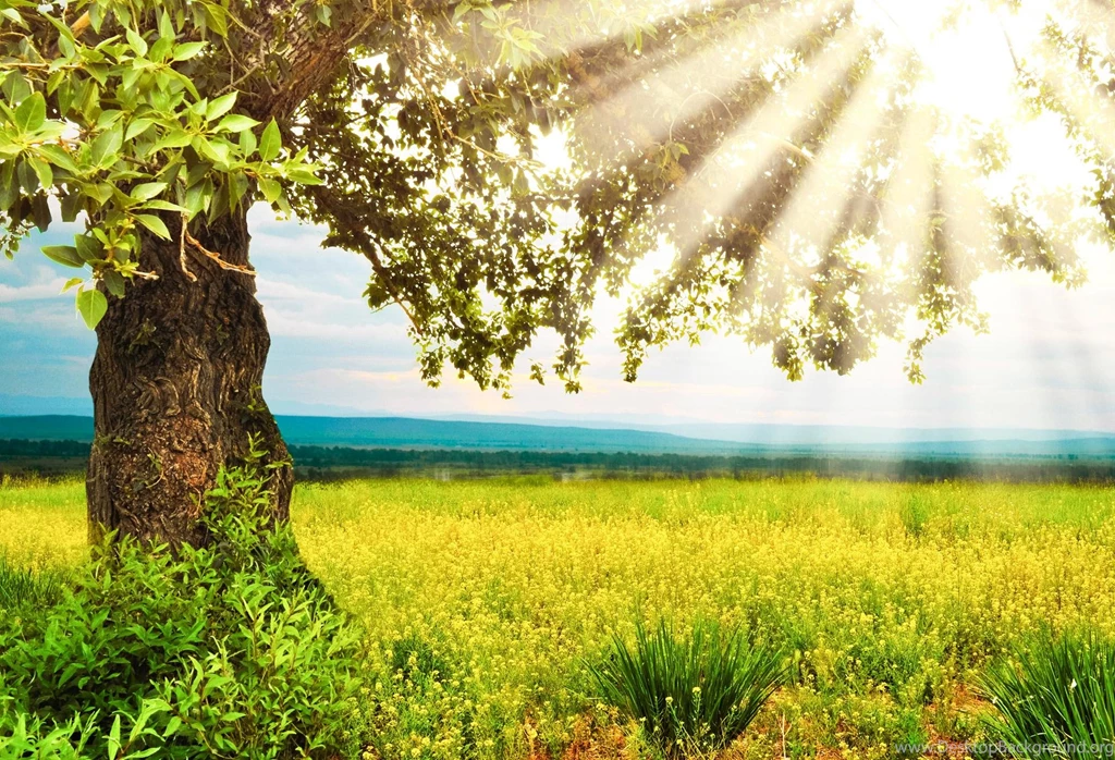 Beautiful Summer Day (