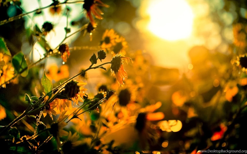 Summer Wallpapers Free Download HD Beautiful Awesome Bright Sun Images