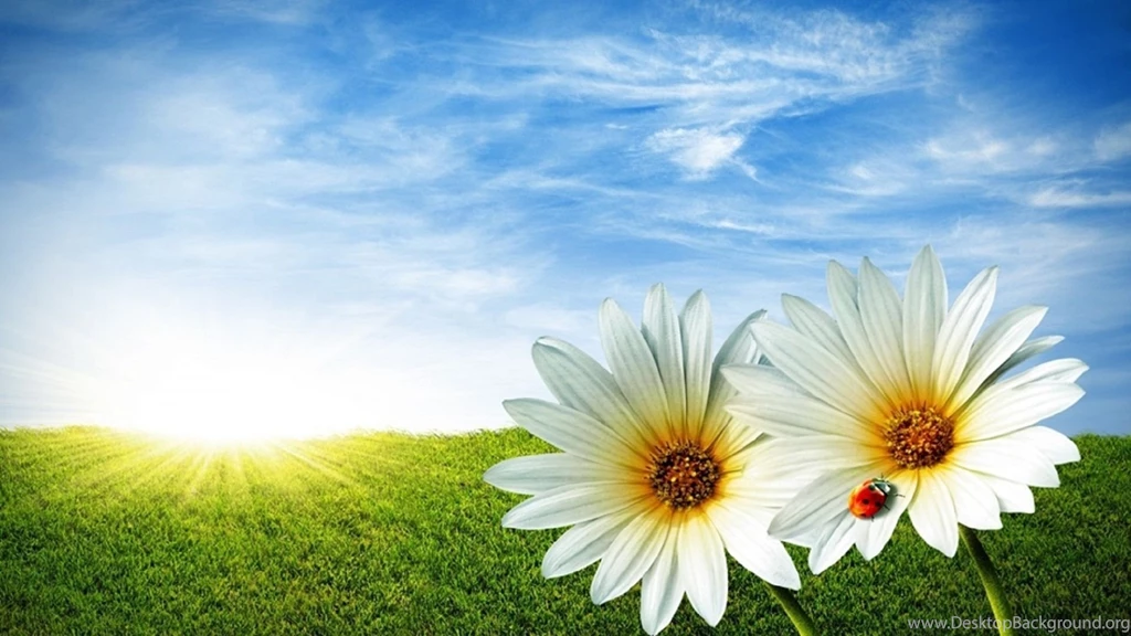 White flowers with sun beautiful summer season hd free wallpapers