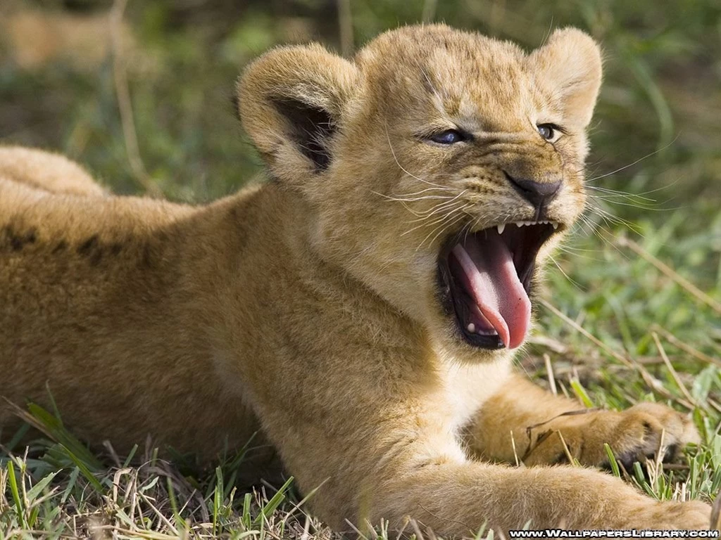 Baby lion wallpaper.jpg