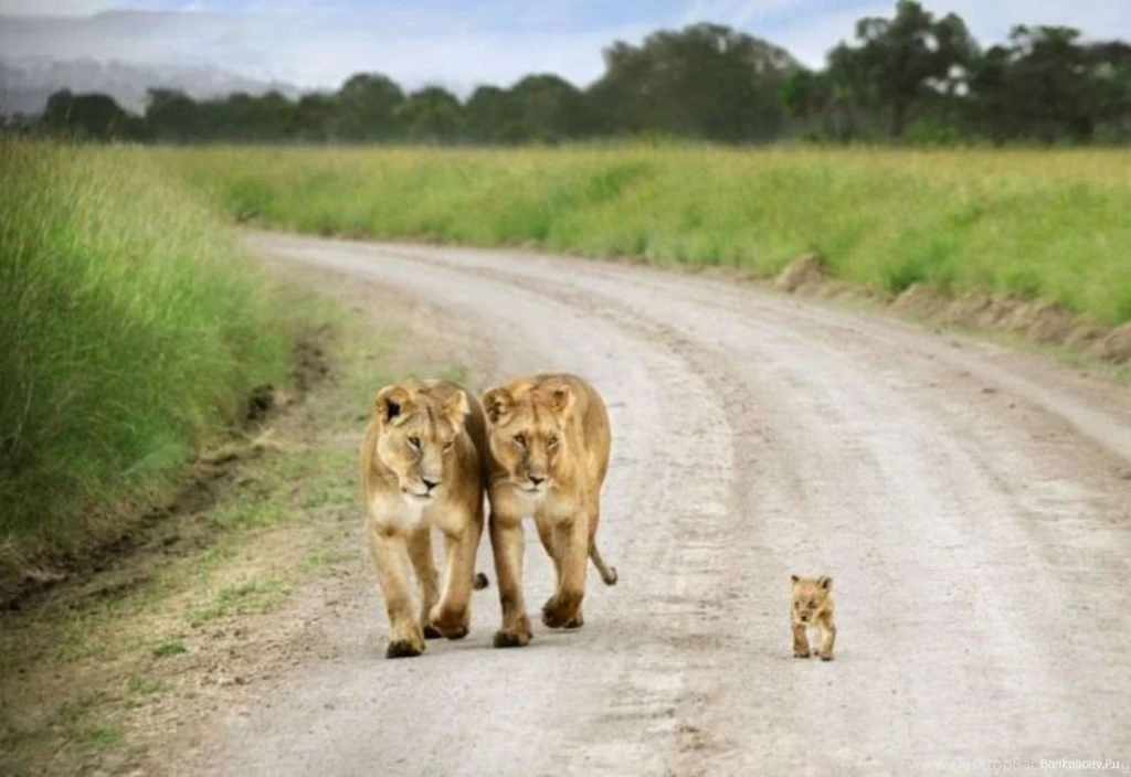 Nice HD Wallpapers Of Asiatic Lion With Baby Cub