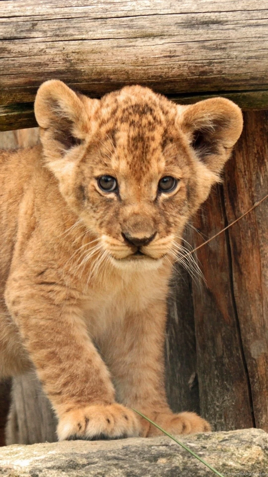 Download Wallpapers 1080x1920 Cub, Baby, Kids, Lion Sony Xperia Z1 ...