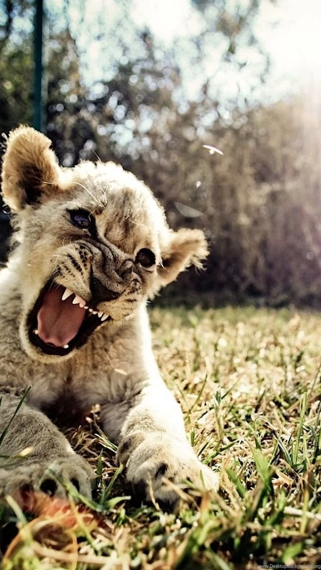 Angry Baby Lion iPhone 5 Wallpapers
