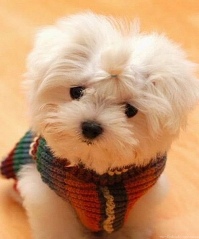 Cute Puppy HD Wallpapers