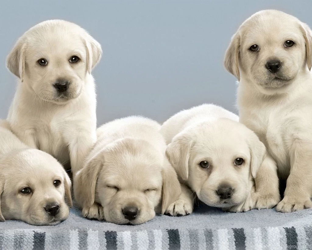 New: Images For Dog / Wallpapers / Cute / Funny / Beautiful Puppies