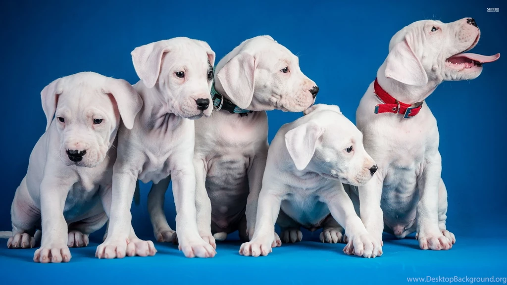 Cute White Puppies Wallpapers   Animal Wallpapers