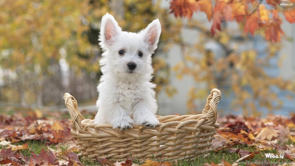 White cute puppy in basket wallpapers