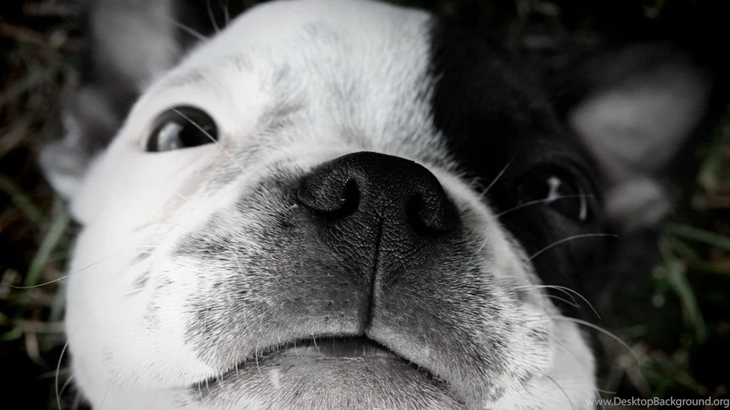 1280x720 Cute White Puppy With Black Spot Desktop PC And Mac Wallpapers