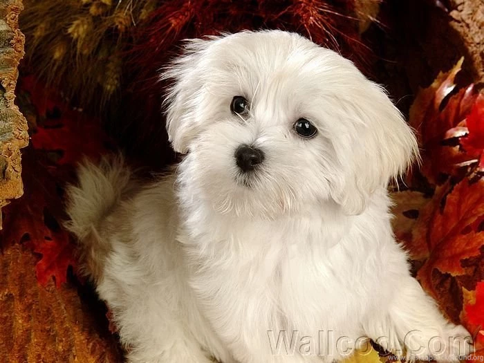 1920*1200 White Furry Maltese Puppy Wallpapers 17   Wallcoo.net