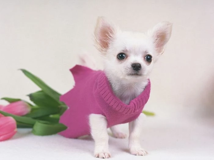 1600*1200 Chihuahua Puppy In Dog suit   Chihuahua Puppies Photos ...