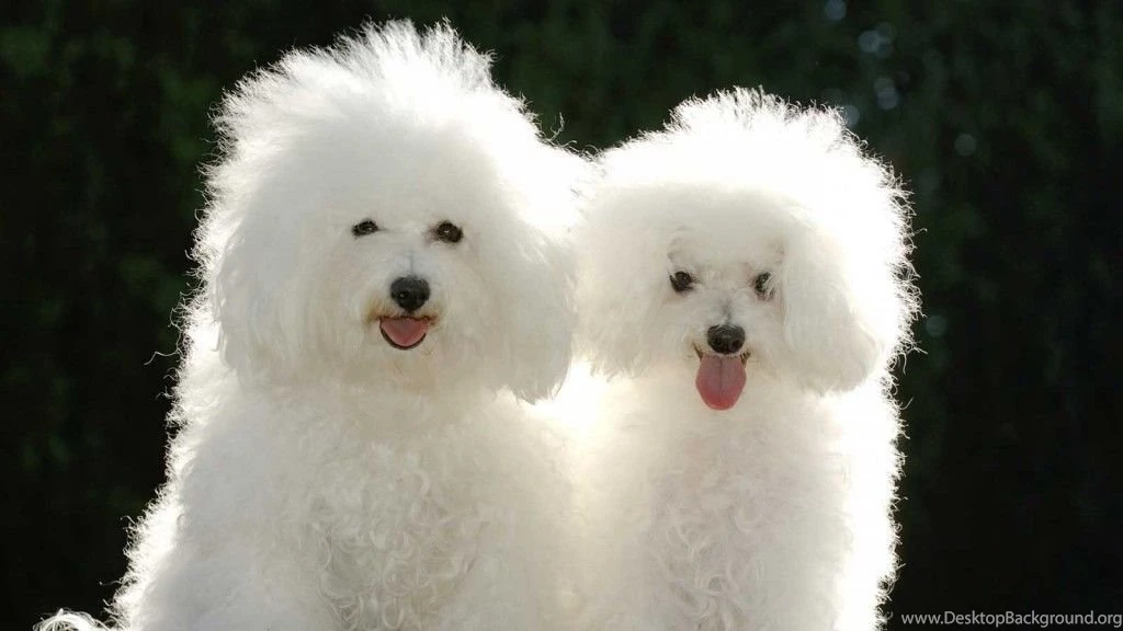 30+ Extra Ordinary Cute Hd Wallpapers