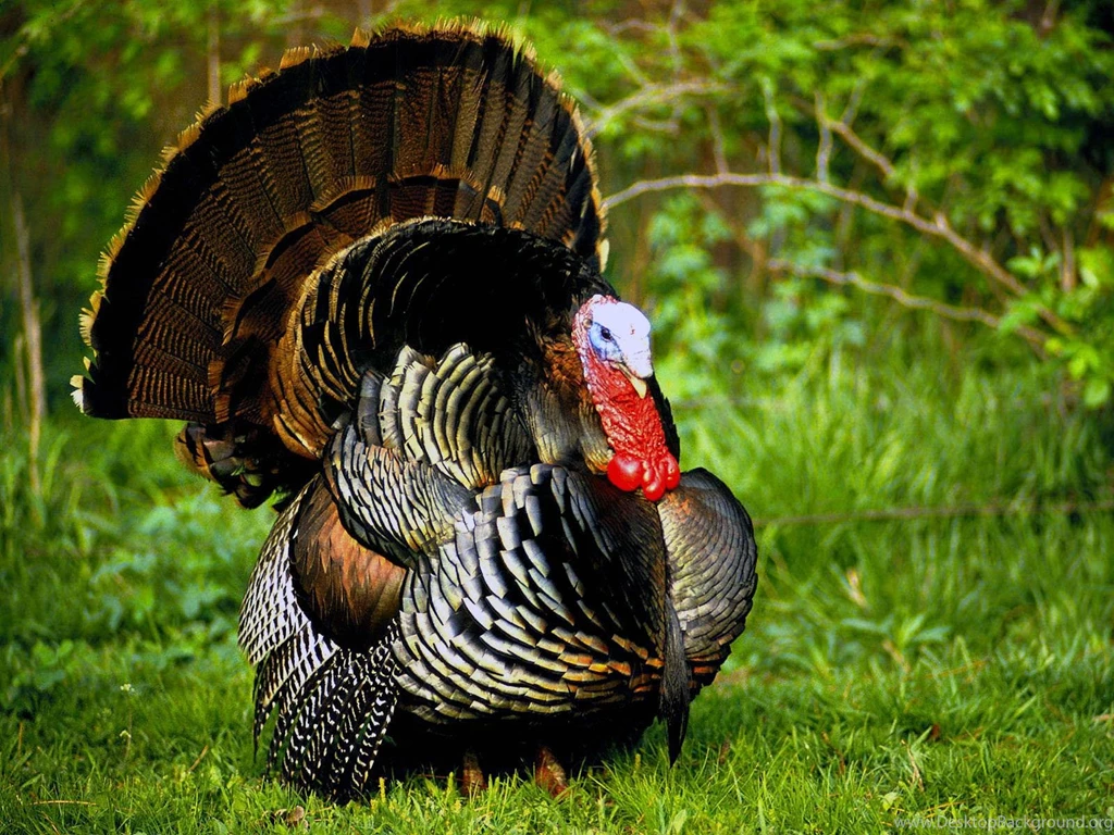 Turkey Bird Desktop Wallpaper,Turkey Bird Images, New Wallpapers
