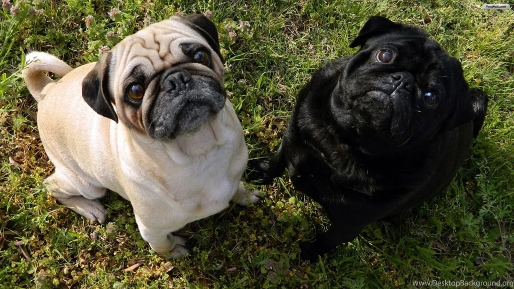 Pug Dog Wallpapers Wallpapers Cave