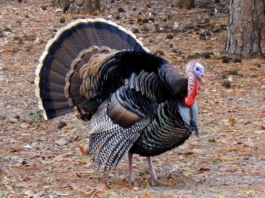 Free Wallpapers Domesticated Turkey Bird