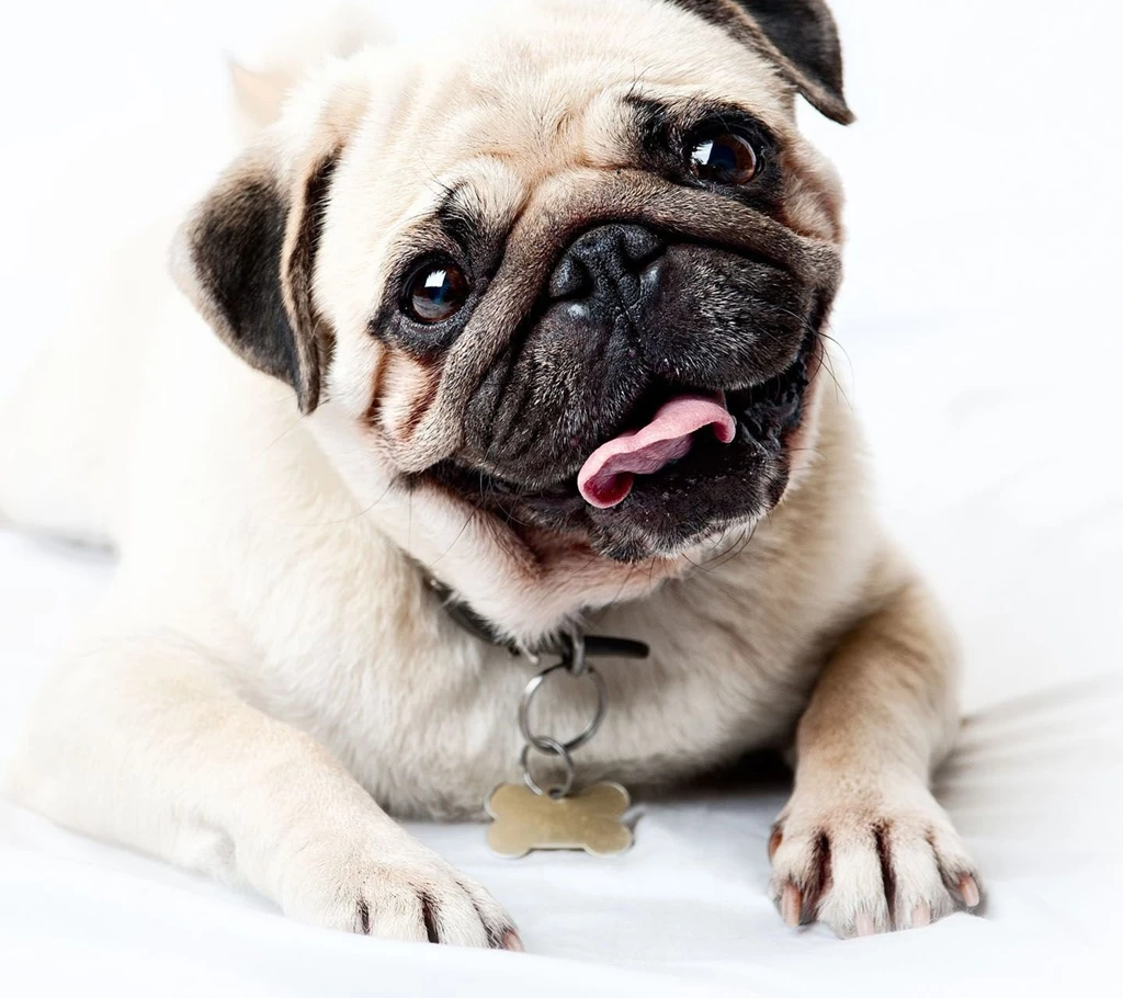 Pug HD Images