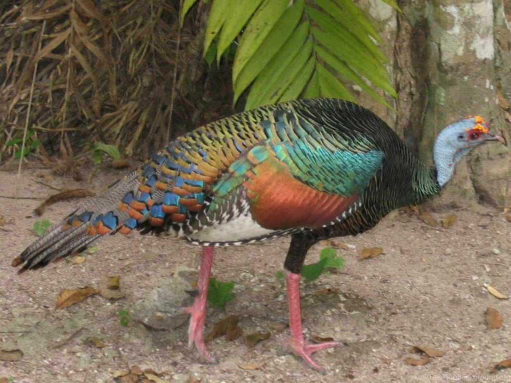 Free Wallpapers The Ocellated Turkey (Meleagris Ocellata)