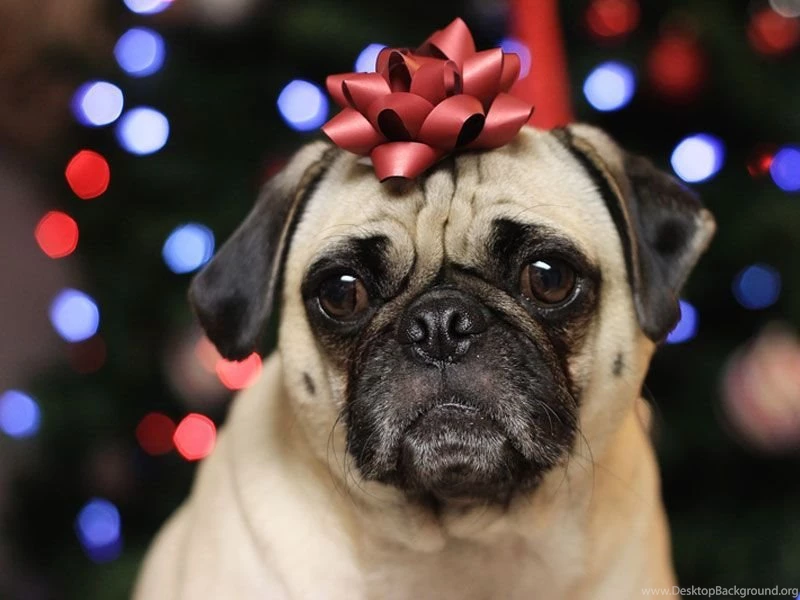 Cute_pug_dog_with_ornament_on_the_head_wallpaper.jpg