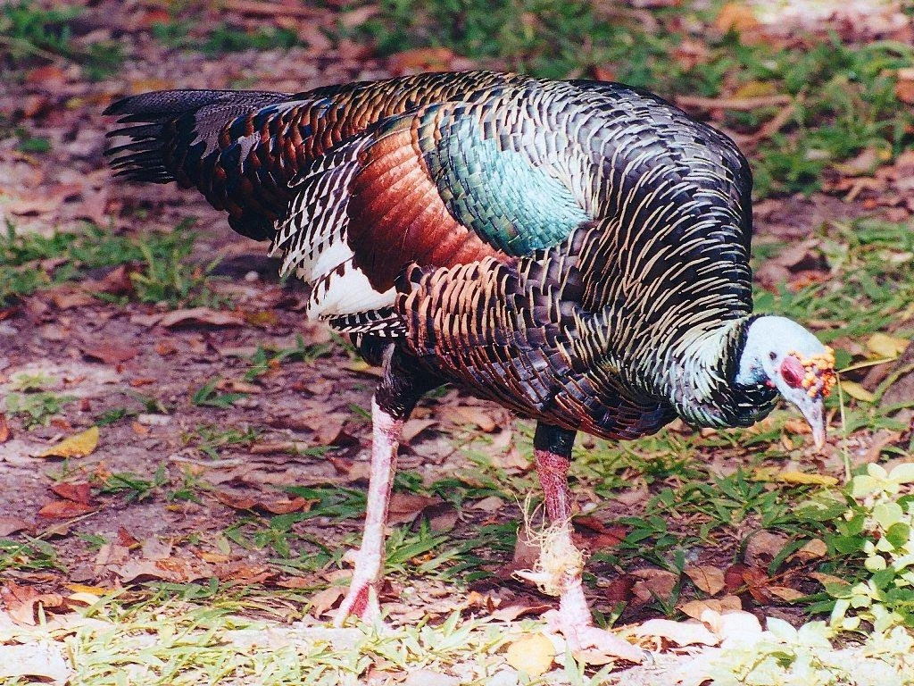 Free Wallpapers Ocellated Turkey Bird