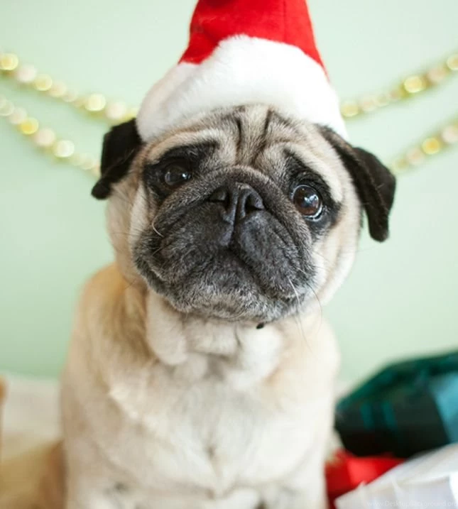 Christmas Pug Dog Photo And Wallpaper. Beautiful Christmas Pug Dog ...