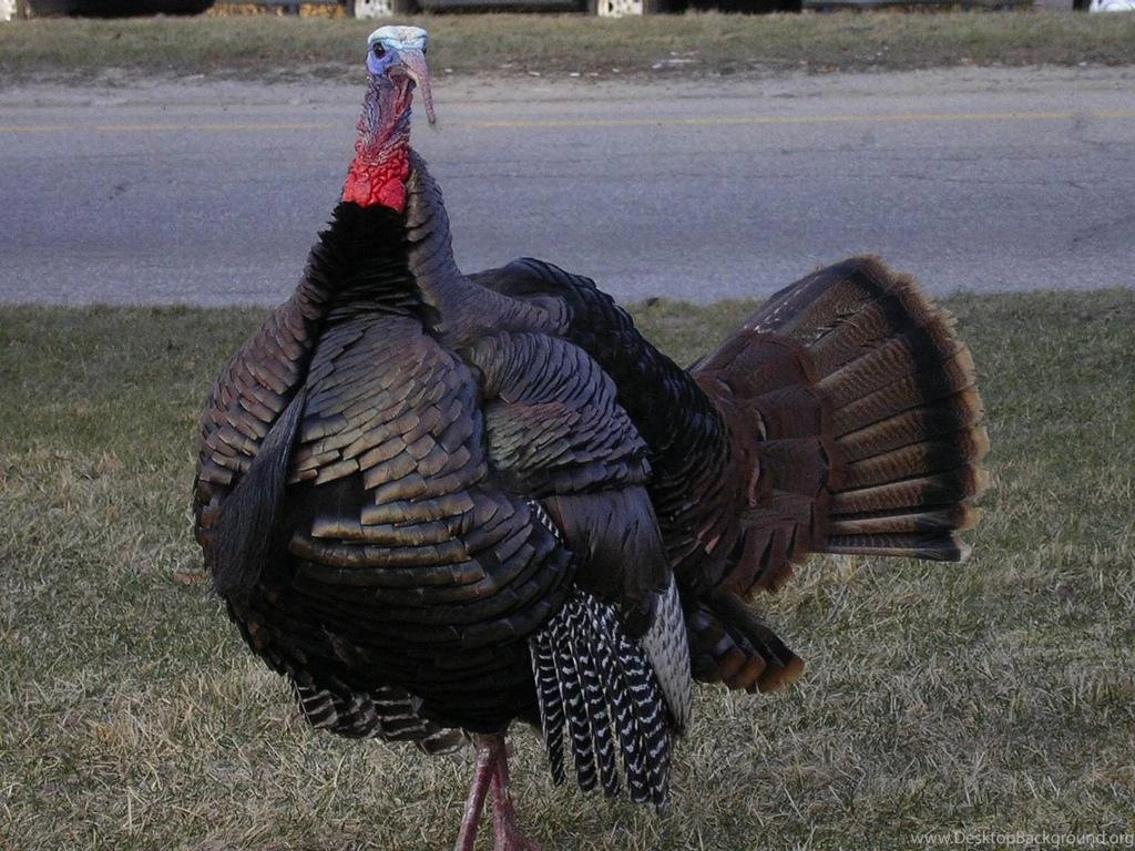 Varieties Of Wild And Domestic Turkey Wallpapers Available In ...