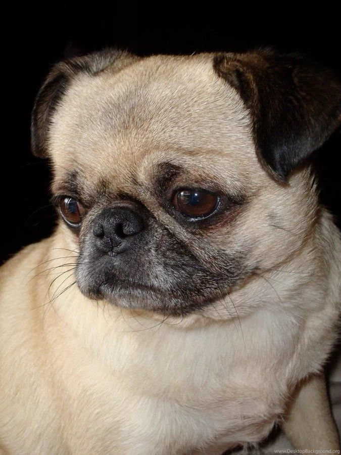 Pug Dog Wallpapers Android Apps And Tests AndroidPIT