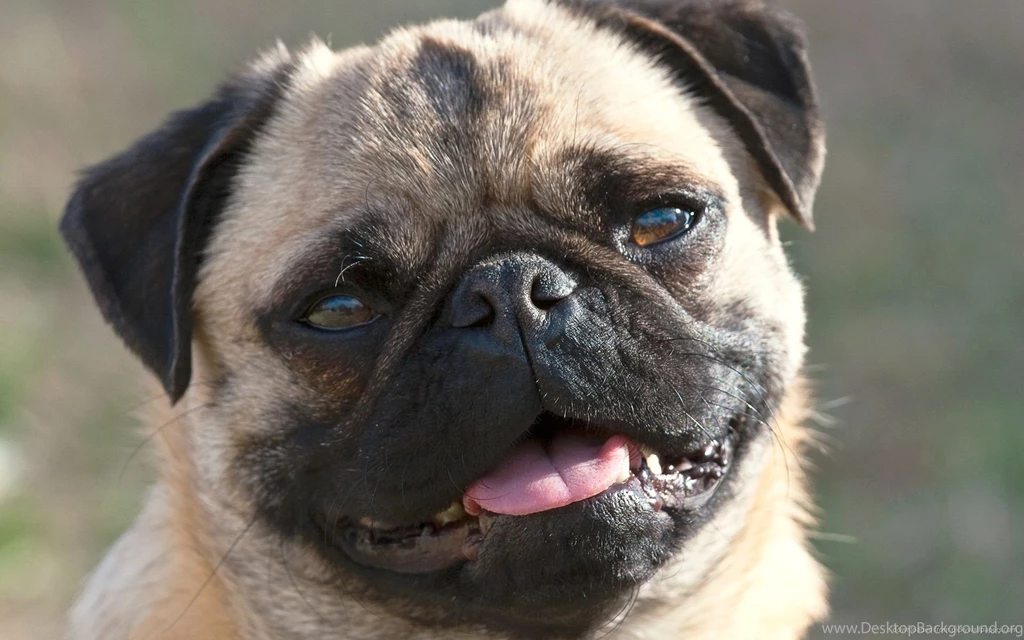 Download 1920x1200 Smiling Pug Wallpapers