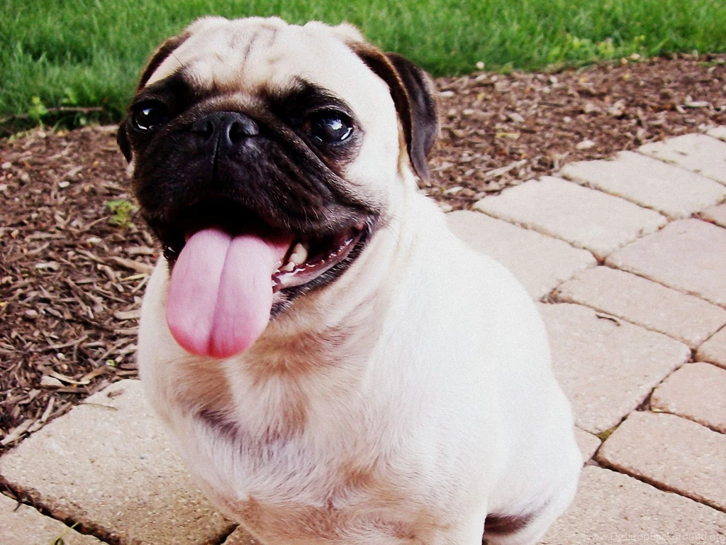 Thirsty Pug Dog With Red Resimkoy