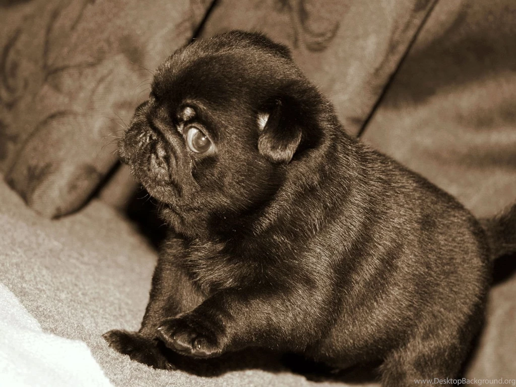 Black Puppy HD Wallpapers, Black Puppy Photos, New Wallpapers