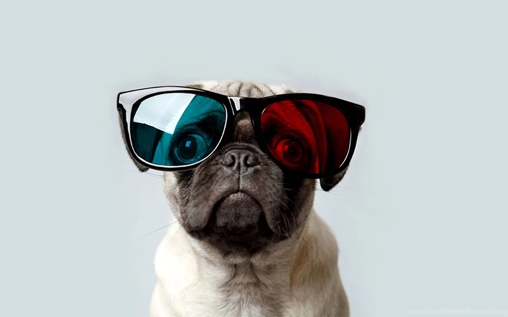 28 Tagged With: Pug Pug HD Wallpapers 1710 :: Pug Dog Wallpapers