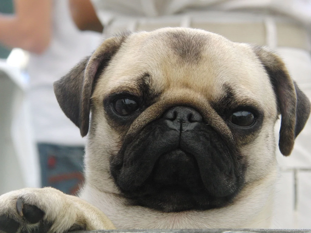 Pug Dog Images Wallpapers Dowload 3d Hd Pictures.