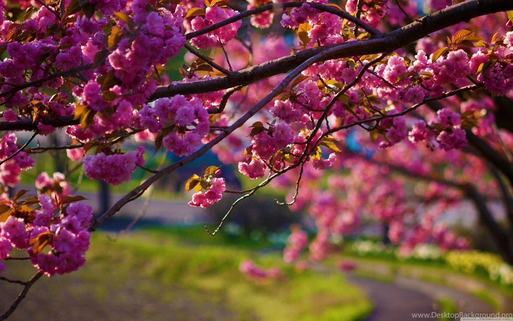 Nature Wallpapers With Spring Flowers