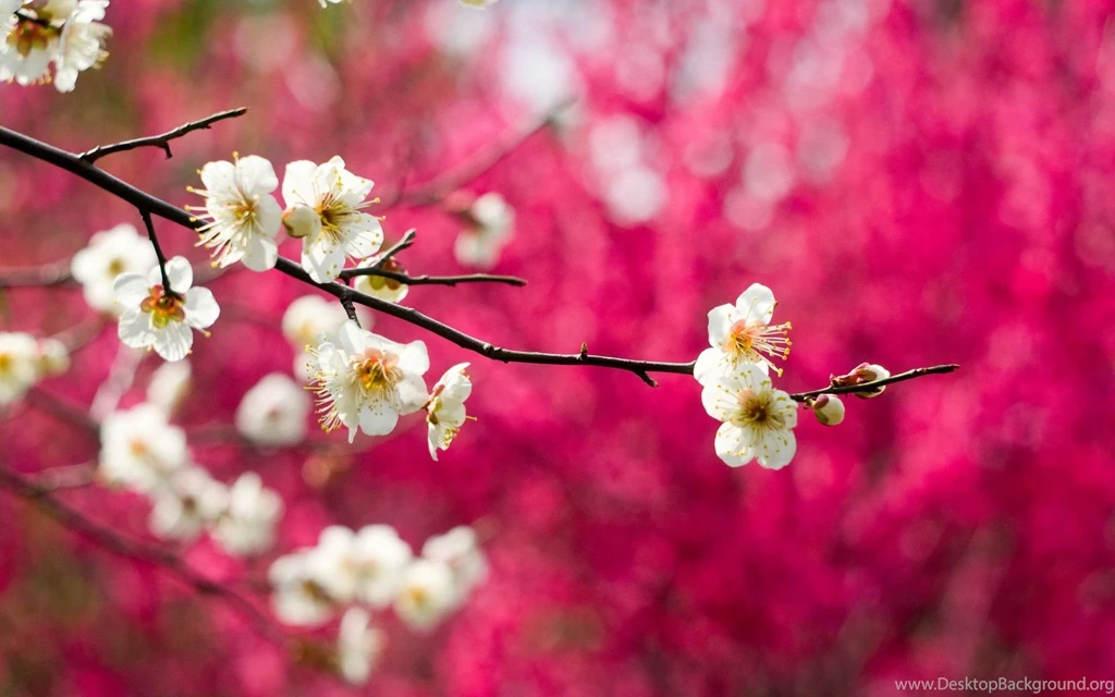 Spring Blossom Wallpapers 2048x1280px